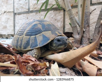 Ornate Box Turtle