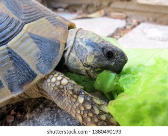 Ornate Box Turtle