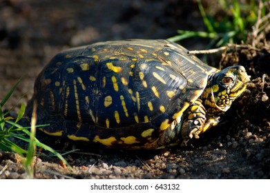 Ornate Box Turtle