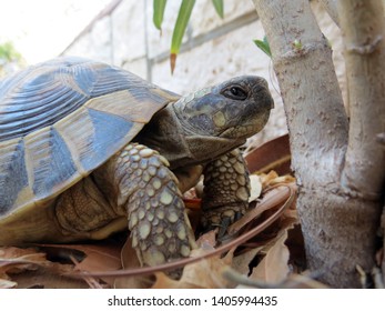 Ornate Box Turtle, Close Up