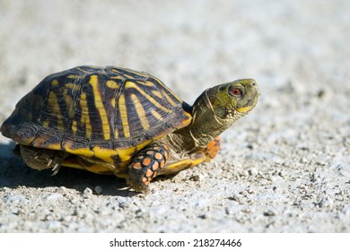 Ornate Box Turtle Crosses Gravel Road Stock Photo 218274466 | Shutterstock