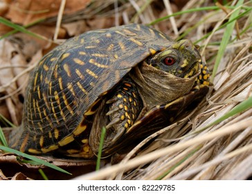 Ornate Box Turtle, Terrepene Ornata