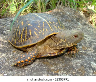 Ornate Box Turtle, Terrepene Ornata