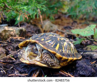 Ornate Box Turtle, Terrepene Ornata