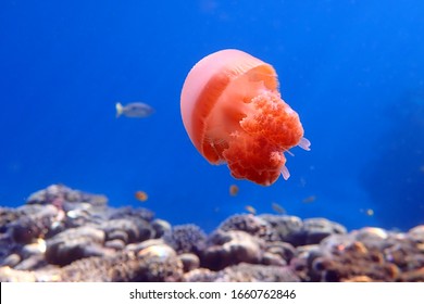 Ornate Cassiopeia Jellyfish In Red Sea, Egypt