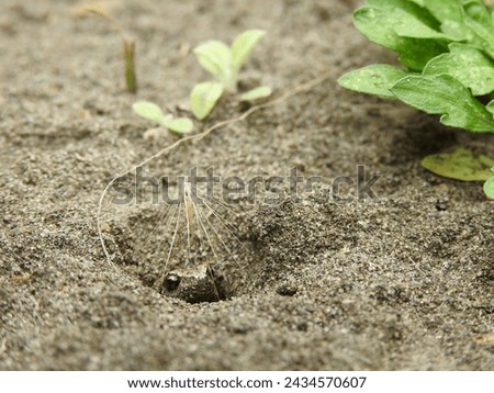 An ornate chorus frog (Microhyla fissipes) hides in a shallow burrow covered by the pappus.