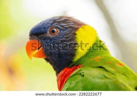 Ornate lorikeet perched on a branch in a US bird park