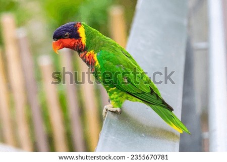 The ornate lorikeet (Trichoglossus ornatus) is a species of parrot in the family Psittaculidae. It is endemic to the Sulawesi archipelago in Indonesia.
It is found in forest, woodland, mangrove.