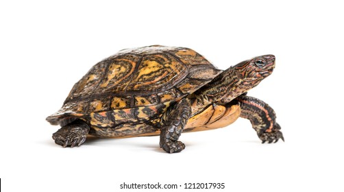 10,478 Turtle Wood Images, Stock Photos & Vectors | Shutterstock
