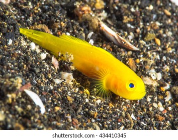 Ornate Pygmy Goby 