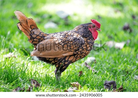Ornate Sebright chicken with silver lacing, poses elegantly in a farmyard setting. 