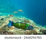 Ornate wrasse (Thalassoma pavo) undersea, thalassoma fish, Close up ornate wrasse fish underwater, Ornate Wrasse Thalassoma pavo in Mediterranean Sea in jijel Algeria North Africa, Mediterranean fish.