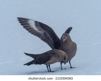 Orne Harbor, Graham Land, Antarctic Peninsula. Antarctica