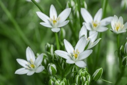 Ornithogalum Flowers. Beautiful Bloom In The Spring Garden. Many White Flowers Of Ornithogalum. Ornithogalum Umbellatum Grass Lily In Bloom, Small Ornamental And Wild White Flowering