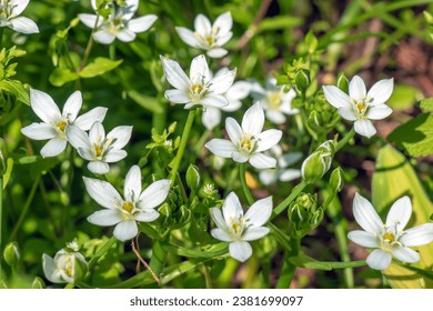 Ornithogalum, the garden star-of-Bethlehem, grass lily, nap-at-noon, or eleven-o'clock lady is a perennial bulbous flowering plant in the asparagus family