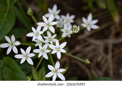 Ornithogalum narbonense or Narbonne star of Bethlehem white flower. - Shutterstock ID 2261676391