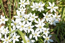Ornithogalum Umbellatum Is A Bulbous Plant Of The Asparagaceae With White Flowers.Ornithogalum Flowers Bloom In The Garden.Close Up Of Star-of-Bethlehem Flowers (Ornithogalum Umbellatum) 