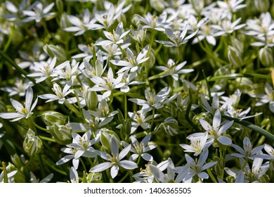 9 Ornithogalum woronowii Images, Stock Photos & Vectors | Shutterstock