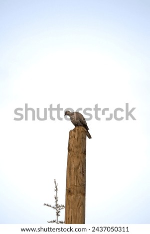 Ornithology. The lonely dove is resting. Dove (Streptopelia decaocto) perched on wooden pole on blue sky background. Bird, animal idea concept. Nature, wildlife. Vertical photo. No people, nobody.