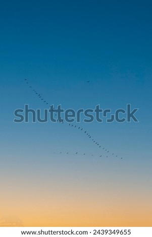 Ornithology. Spring migration of birds. Cormorants (Phalacrocorax carbo)  flying in V formation. Birds flying in sunset sky. Vertical photo. No people, nobody.