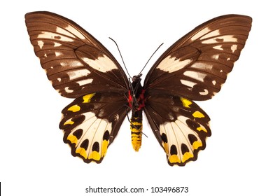 Ornithoptera Goliath Samson Butterfly On White