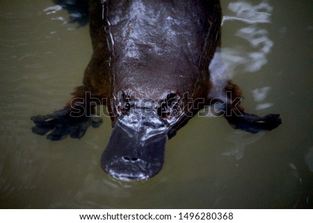 Ornithorhynchus anatinus commonly called the platypus