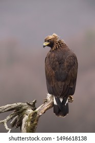 Orol Skalný Aquila Chrysaetos Eagle