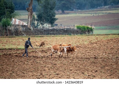 OROMIA REGION, ETHIOPIA, APRIL 19.2019, Ethiopian farmer plows fields with cows and traditional wooden plow. Oromia Region, Ethiopia, April 19. 2019