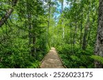 Orono Bog Boardwalk Located in the Bangor City Forest in Maine