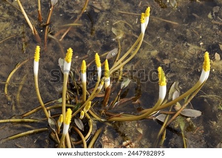 Orontium white flower stems with yellow tips in standing water