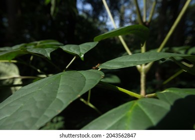 Oroxylum Indicum Leaves Rainy Season Stock Photo 2043562847 | Shutterstock