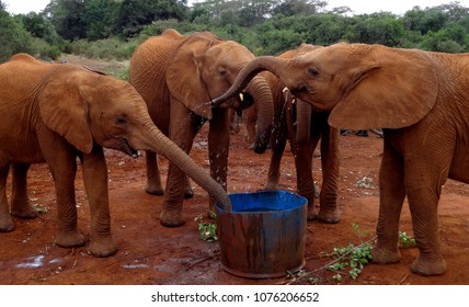 Orphan Elephants Enjoying Conversation Around  The Water Cooler - Sheldrick Wildlife Trusts' Orphans' Project