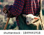An orphan lamb in a woolen sack hung over a sheepherder.