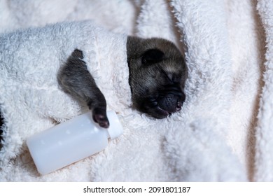 Orphan Puppy Sleep On Wool In Winter And A Bottle Of Milk For The Dog