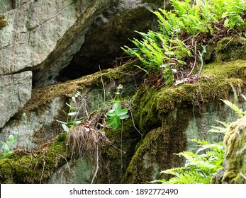 Orpine And Common Polypody Growing On A Mossy  Rock Wall In Spring, Selective Focus