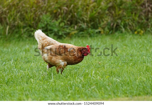 Orpington Golden Brown Feathered British Breed Stock Photo 1524409094 ...