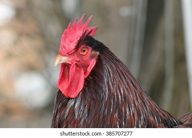 Orpington Rooster Face [Gallus Domesticus]