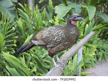 Ortalis Canicollis Or Charata Bird 