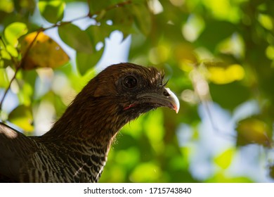 Ortalis Guttata Bird In A Tree