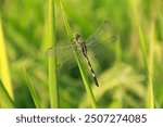 Orthetrum Sabina or rhinoceros dragonfly, the slender skimmer or green marsh hawk, is a species of dragonfly in the family Libellulidae.