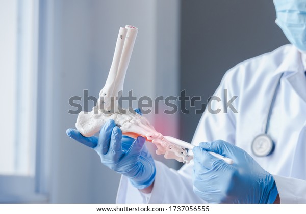 An orthopedic doctor looking at a fake ankle\
bone Male doctors orthopedic wears medical masks and medical gloves\
To analyze the causes of ankle degeneration in the office at the\
hospital