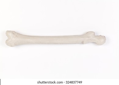 Orthopedics Bone Isolated On White Background