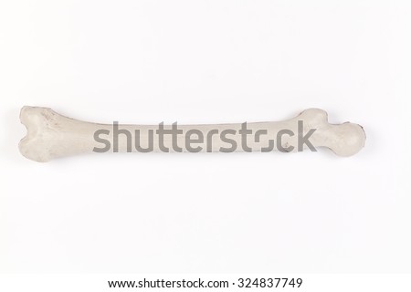 orthopedics bone isolated on white background
