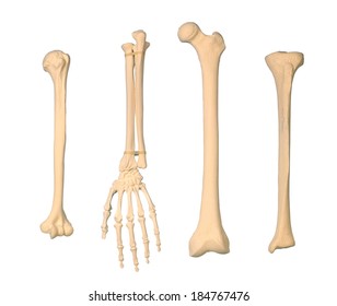 orthopedics hand arm