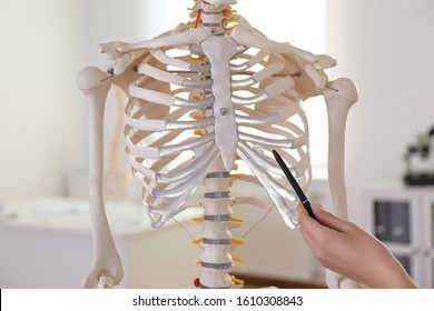 Orthopedist pointing on human skeleton model in clinic, closeup