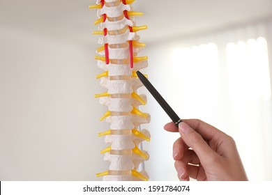Orthopedist pointing on human spine model in clinic, closeup
