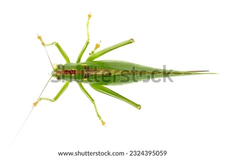 Orthoptera-Tettigoniidae, bush cricket, 