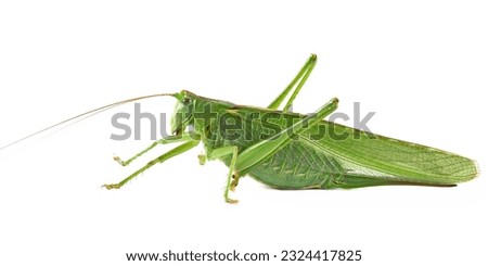 Orthoptera-Tettigoniidae, bush cricket, 