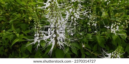  Orthosiphon aristatus (Blume) Miq. Java tea, Kidney Tea Plant, Cat's Whiskers