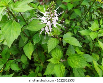 Beta Sitosterol Images, Stock Photos u0026 Vectors  Shutterstock